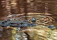 Crocodile and Turtle - photo by Eileen Redding