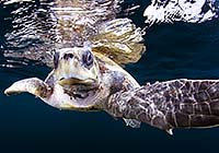 Sea Turtle