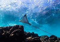 Spotted Eagle Ray